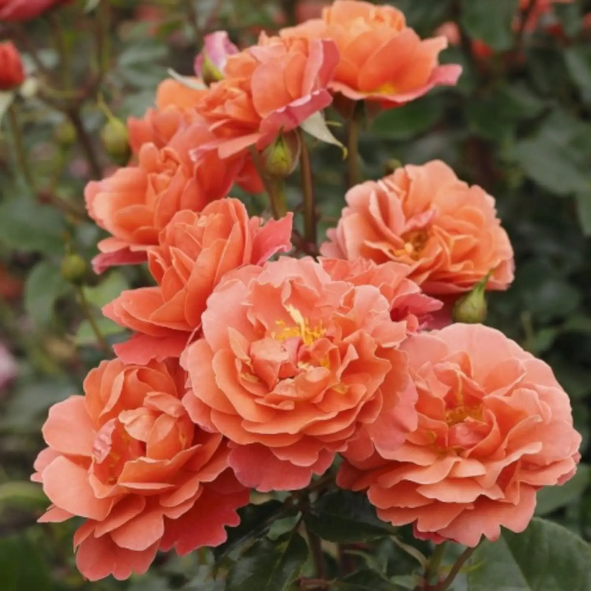 neuruppin-fontane-rose-01