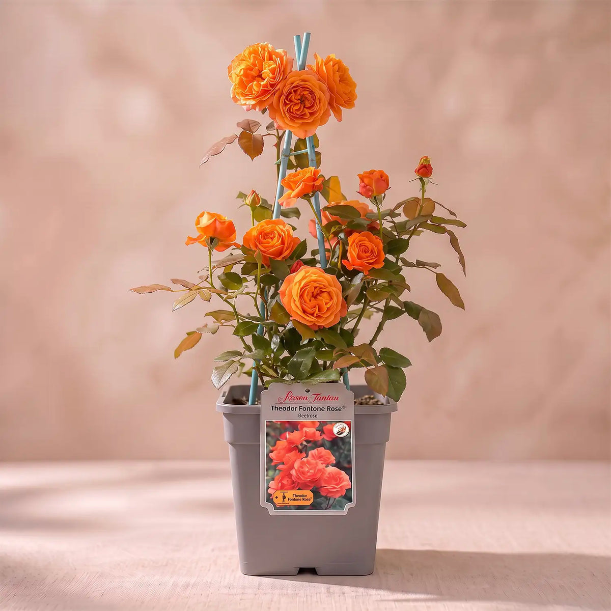 neuruppin-fontane-rose-container-6l-04