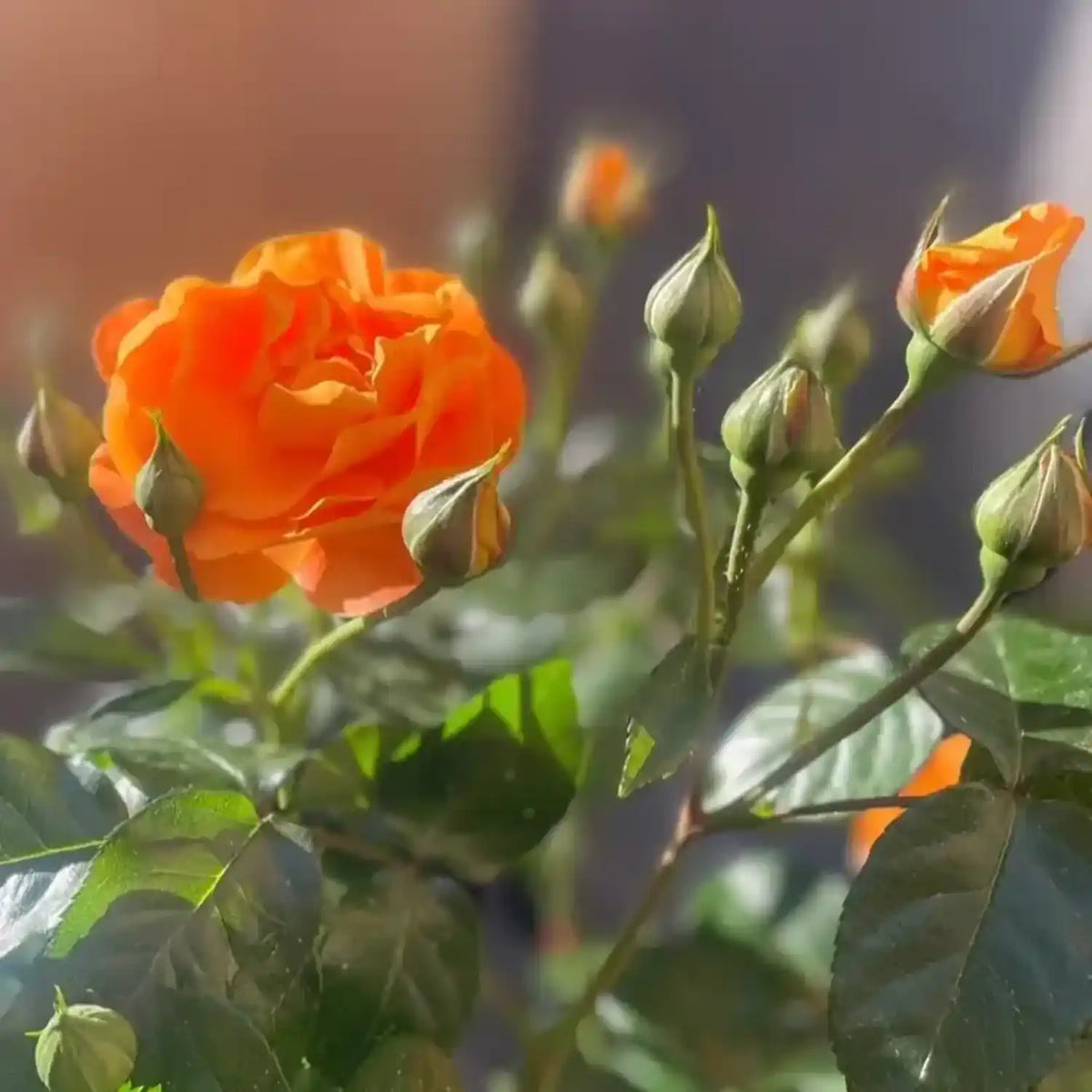 neuruppin-fontane-rose-hochstaemmchen-01